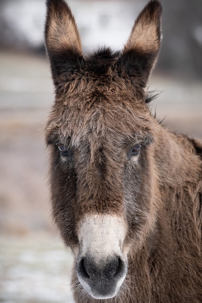 Photo gratuite mise au point sélective d'un visage d'âne mignon drôle