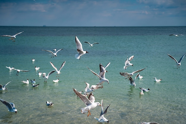 Photo gratuite les mouettes survolent la surface de la mer