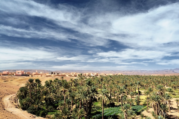 Photo gratuit palmiers dattiers dans une oasis dans le désert du sahara