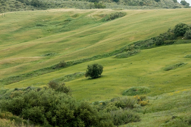 Photo gratuite paysage paisible extra long avec des arbres