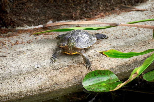 Photo gratuit petite grenouille tortue dans un jardin verdoyant