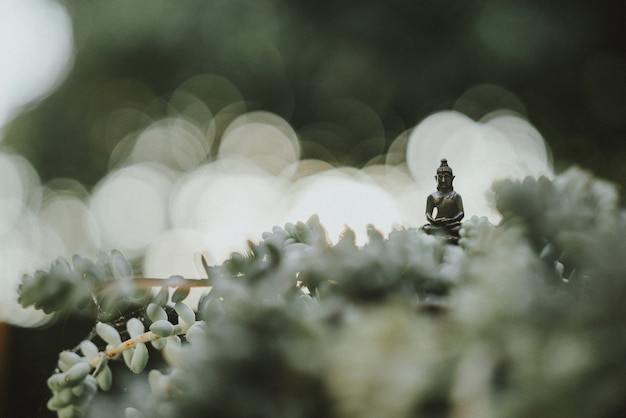 Photo gratuit petite statue de bouddha au milieu d'un plan de cactus dans le jardin