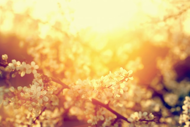 Photo gratuite petites fleurs blanches ensoleillées