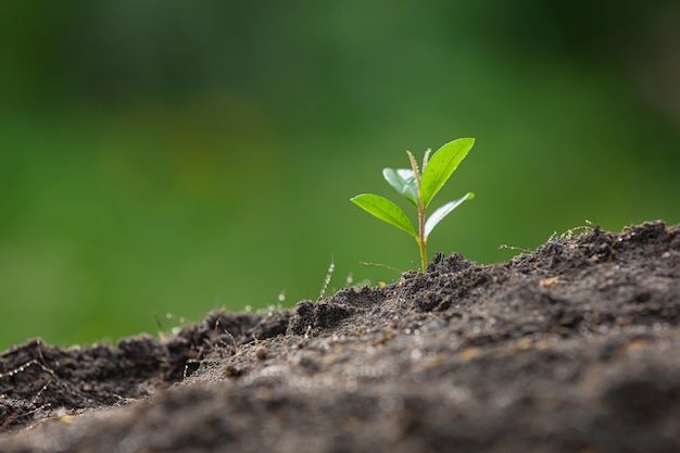 Photo gratuite la photo en gros plan du jeune arbre de la plante se développe