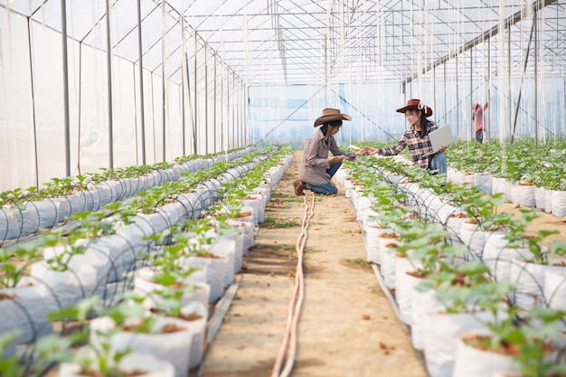 Photo gratuit plantation de melons avec ouvriers