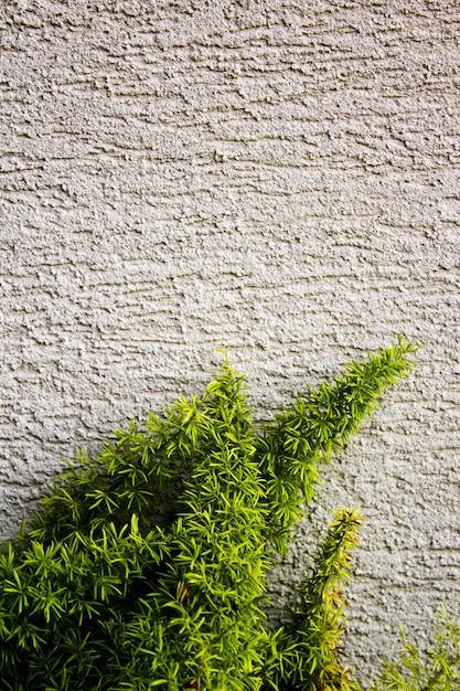 Photo gratuite plante verte poussant sur un mur