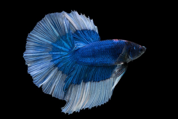 Poisson Betta Halfmoon