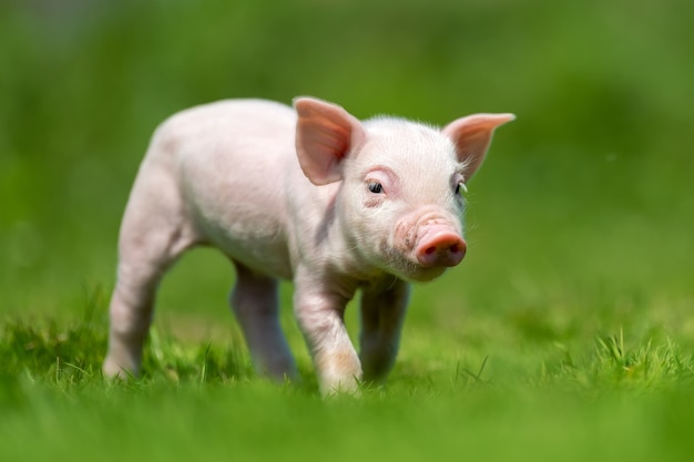 Photo gratuite porcelet nouveau-né sur l'herbe verte de printemps