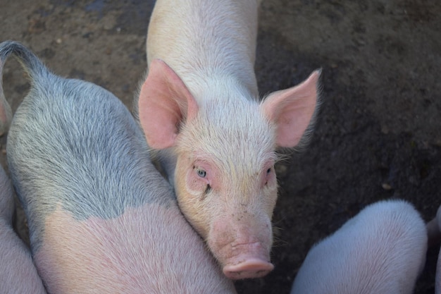 Porcelet rose en lice pour l'attention dans un groupe de porcs.