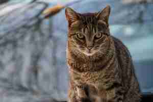 Photo gratuite portrait de chat sur fond flou