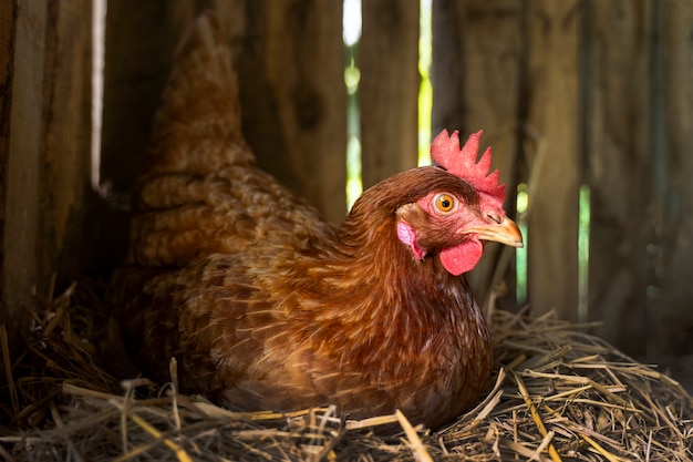 Photo gratuite poule à angle élevé assise sur du foin à la ferme