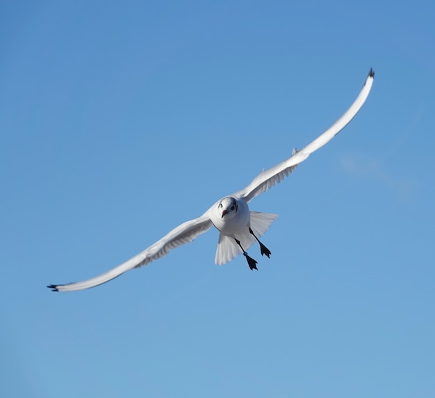 Photo gratuite prise de vue en contre-plongée d'une mouette dans le ciel