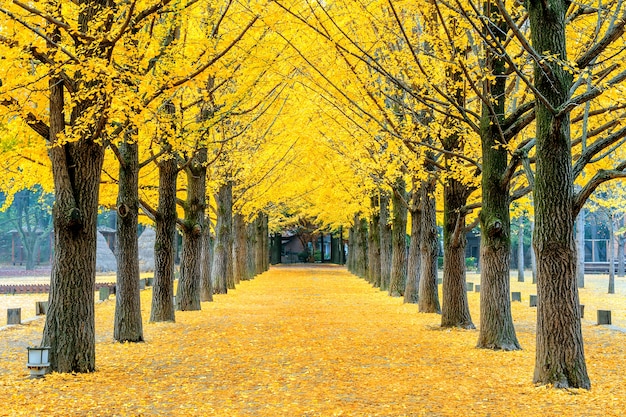 Photo gratuite rangée de ginkgo jaune dans l'île de nami, corée