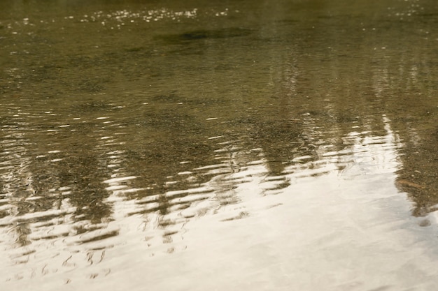 Réflexion forestière à la surface de la rivière