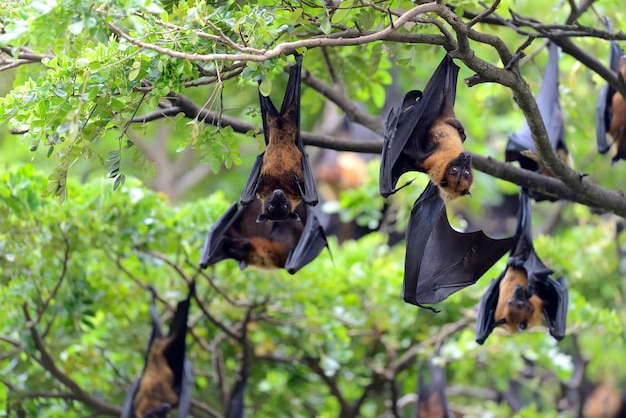 Photo gratuite renards volants noirs suspendus dans un arbre