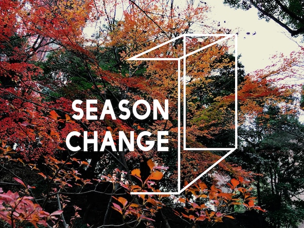 Photo gratuite la saison d'automne change la nature de beaux paysages