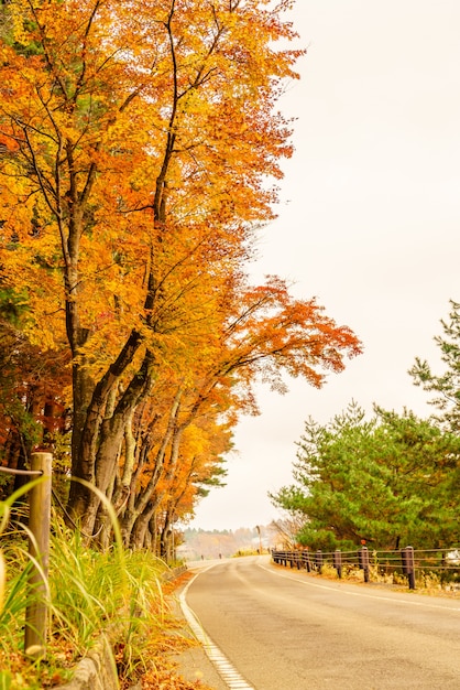 Photo gratuite saison des rayons de soleil marrons colorés à l'extérieur