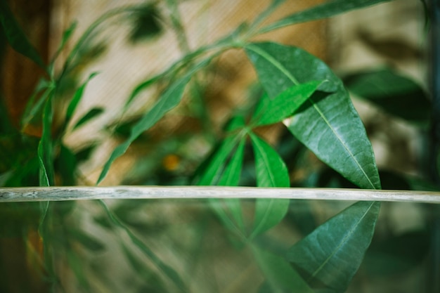 Photo gratuit table en verre près de la plante