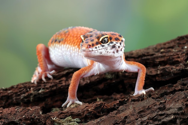 Photo gratuite tête de plan rapproché de gecko de léopard sur le gecko de léopard de bois à la recherche d'une proie