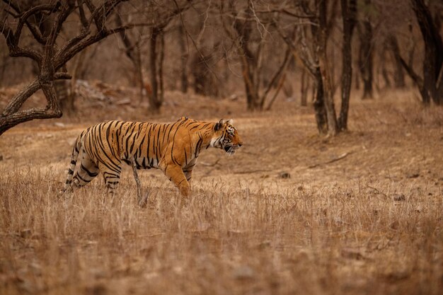 Tigre dans l'habitat naturel Tigre mâle marchant tête sur la composition Scène de la faune avec un animal dangereux Été chaud au Rajasthan Inde Arbres secs avec un beau tigre indien Panthera tigris