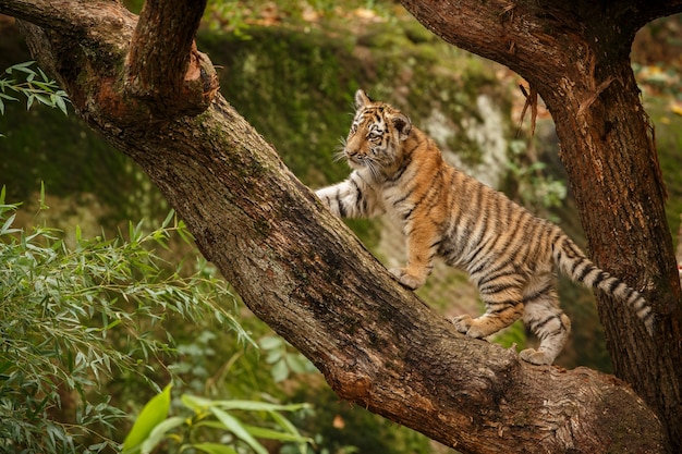 Photo gratuite tigre du bengale incroyable dans la nature