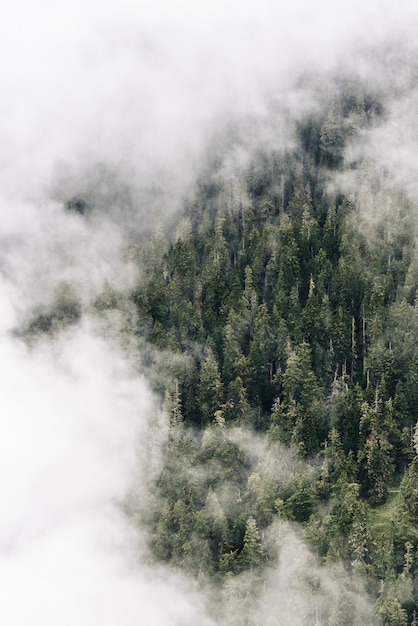 Tir aérien vertical de nuages au-dessus de la forêt