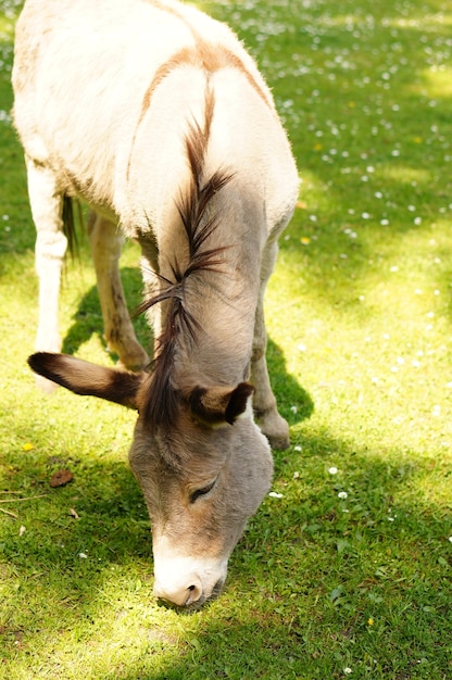 Photo gratuite tir vertical d'un âne mangeant de l'herbe