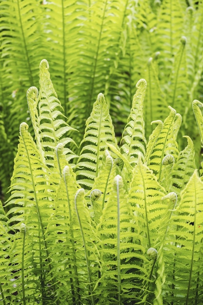 Photo gratuit tir vertical de feuilles de fougère d'autruche sous la lumière du soleil dans le vandusen botanical garden, vancouver