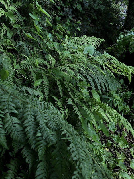 Photo gratuite tir vertical de plantes vertes poussant dans la forêt