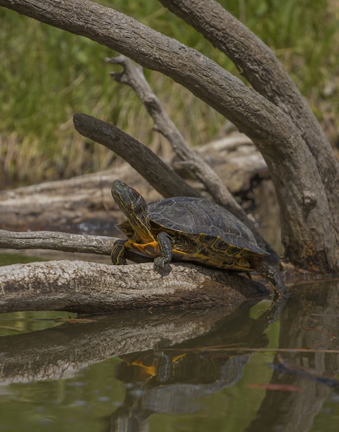 Photo gratuit tortue debout sur un arbre cassé dans l'eau