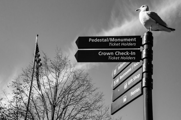 Traversée des chemins avec un repos mouette sur le poteau