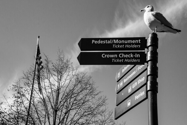 Traversée des chemins avec un repos mouette sur le poteau