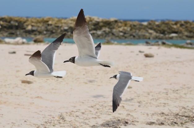 Photo gratuite trois mouettes des caraïbes en vol au-dessus de baby beach