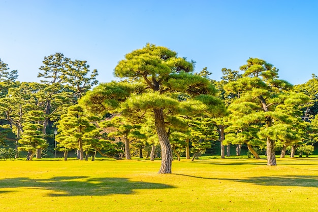 Photo gratuite tronc japon fond petit palais