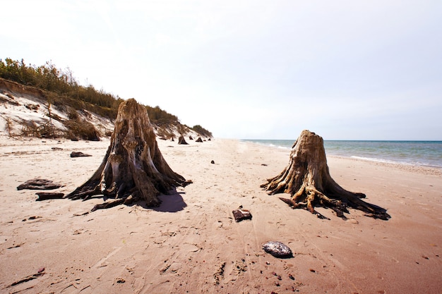 Photo gratuit troncs d&#39;arbres morts dans le parc national de slowinski.