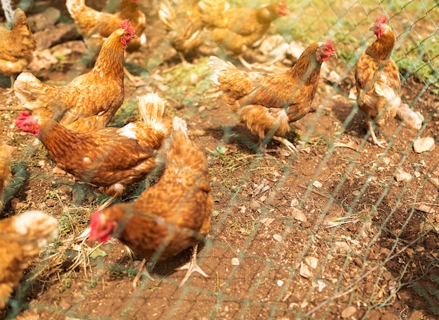 Photo gratuite troupeau, poulets, derrière, barrière