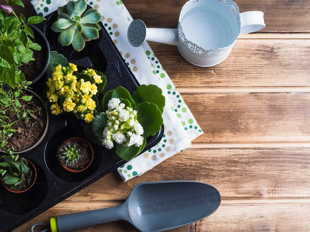 Photo gratuite vivid petite plante en pot dans une caisse en plastique sur la table en bois