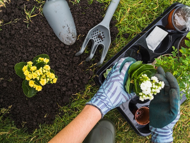 Photo gratuite vue aérienne de la main tenant une petite plante fraîche en pot