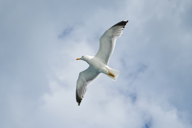 Photo gratuite vue de dessous de mouette voler haut