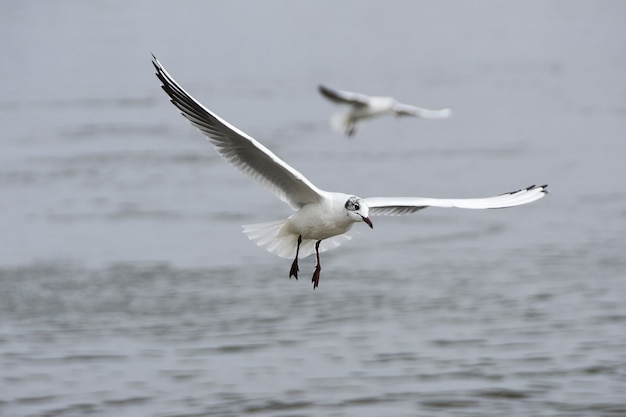 Photo gratuite vue de deux mouettes volant au-dessus de l'eau