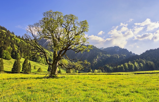 Photo gratuite vue sur le paysage alpin près de gunzesried en bavière, allemagne capturé pendant la journée