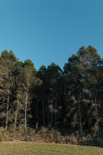 Photo gratuite les yeux au niveau des grands arbres avec un ciel dégagé