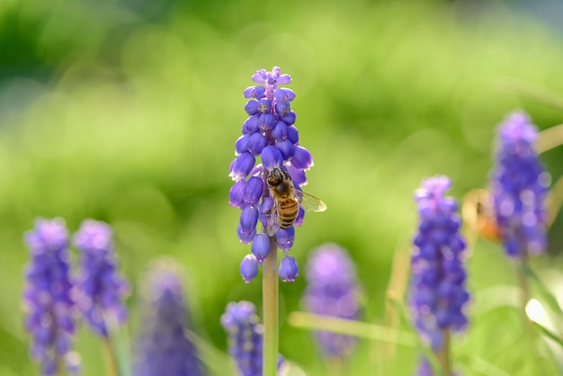 Abeille sur les fleurs au printemps