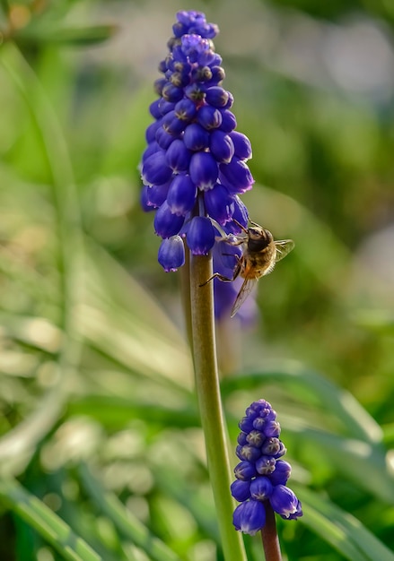 Abeille sur les fleurs au printemps