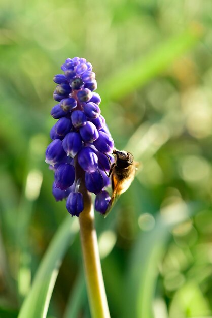 Abeille sur les fleurs au printemps