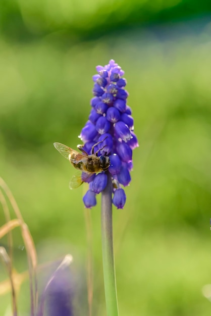 Abeille sur les fleurs au printemps