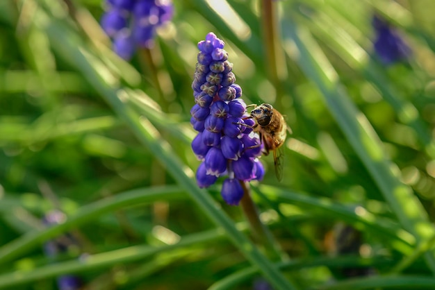 Abeille sur les fleurs au printemps