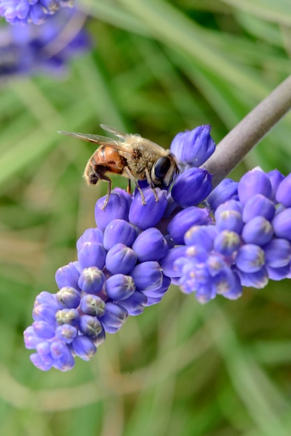 Abeille sur les fleurs au printemps