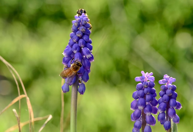 Abeille sur les fleurs au printemps