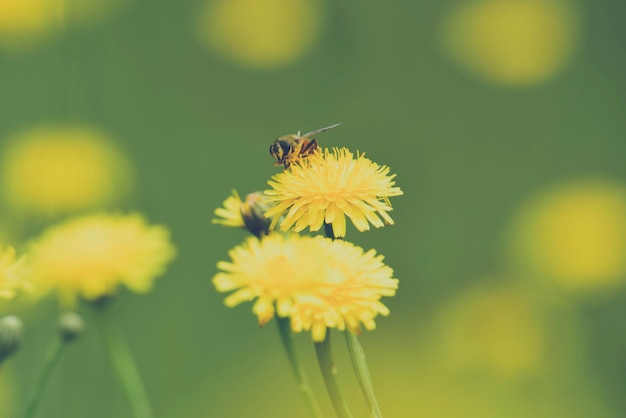 Abeille sur des fleurs sauvages dans le champ de la pampa Patagonie Argentine